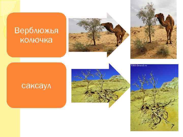 Ель белка верблюд саксаул тайга пустыня заполните схему