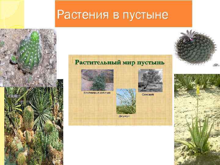 Растения в пустыне 