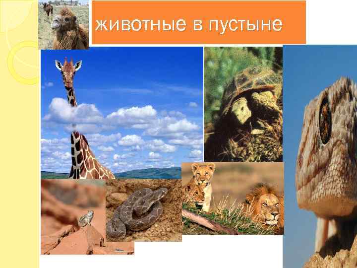 животные в пустыне 