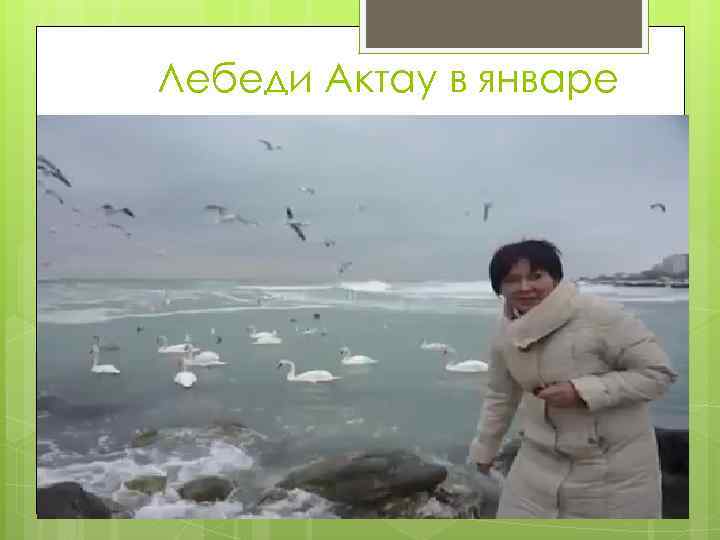 Лебеди Актау в январе 