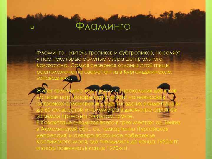 q Фламинго - житель тропиков и субтропиков, населяет у нас некоторые соленые озера Центрального