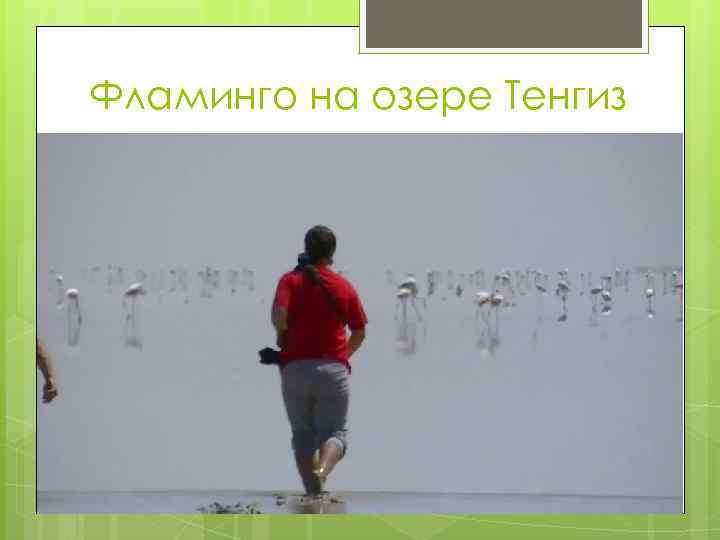 Фламинго на озере Тенгиз 