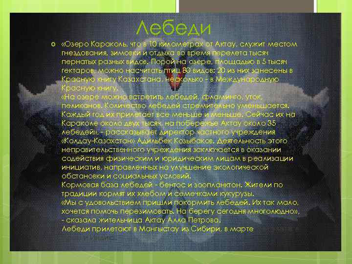Лебеди «Озеро Караколь, что в 10 километрах от Актау, служит местом гнездования, зимовки и
