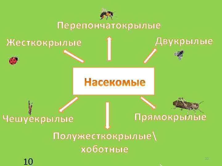 Перепончатокрылые Двукрылые Жесткокрылые Чешуекрылые 10 Прямокрылые Полужесткокрылые хоботные 11 