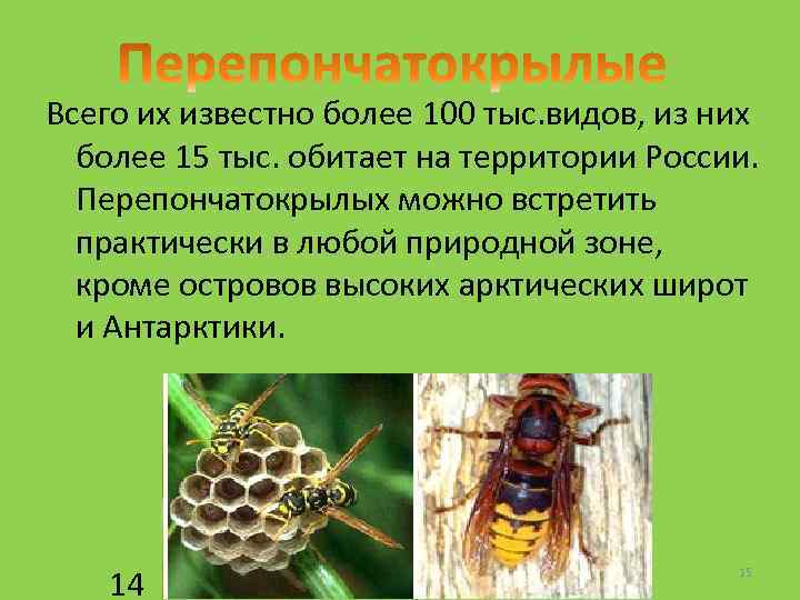 Всего их известно более 100 тыс. видов, из них более 15 тыс. обитает на