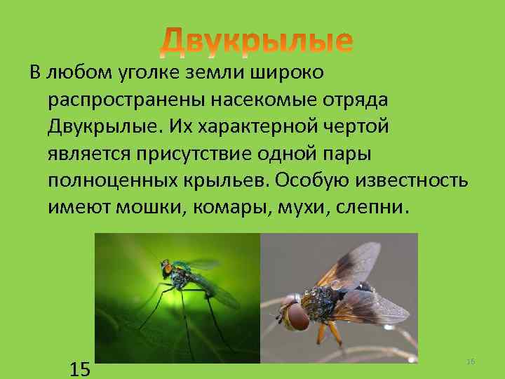 В любом уголке земли широко распространены насекомые отряда Двукрылые. Их характерной чертой является присутствие