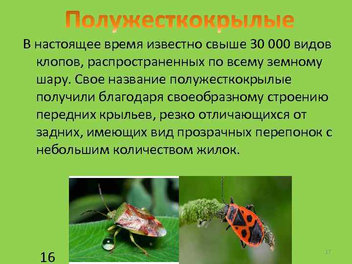 В настоящее время известно свыше 30 000 видов клопов, распространенных по всему земному шару.