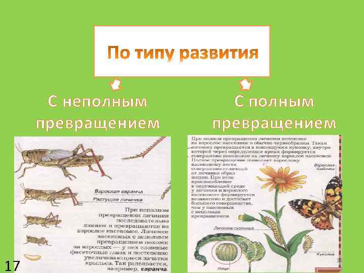 С неполным превращением 17 С полным превращением 18 