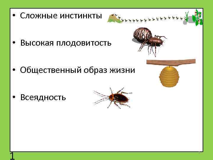  • Сложные инстинкты • Высокая плодовитость • Общественный образ жизни • Всеядность 1