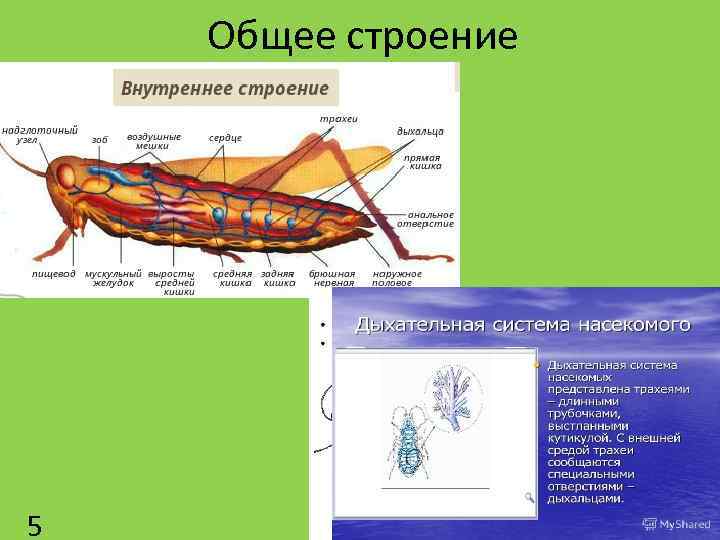 Общее строение 5 