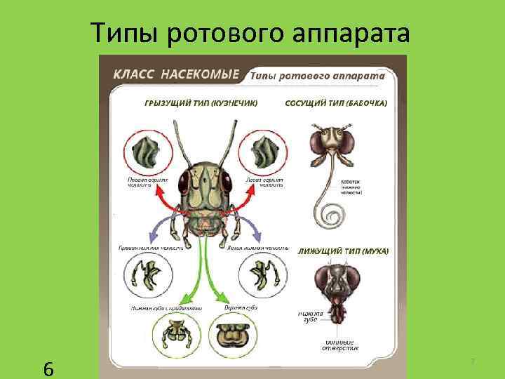 Типы ротового аппарата 6 7 