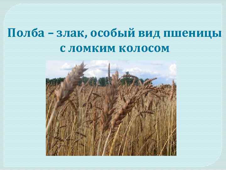 Злак полбы 4 буквы. Полба злак. Полба вид пшеницы. Особый вид пшеницы. Полба крупа растение.