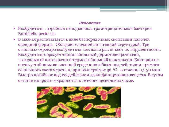 Этиология • Возбудитель - аэробная неподвижная грамотрицательная бактерия Bordetella pertussis. • В мазках располагается