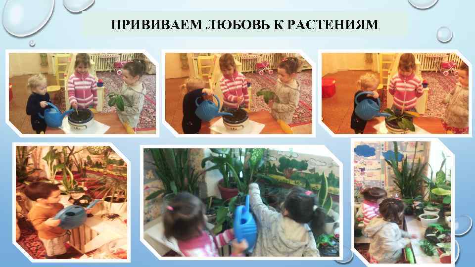 ПРИВИВАЕМ ЛЮБОВЬ К РАСТЕНИЯМ 