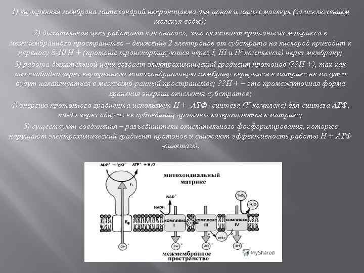 1) внутренняя мембрана митохондрий непроницаема для ионов и малых молекул (за исключением молекул воды);