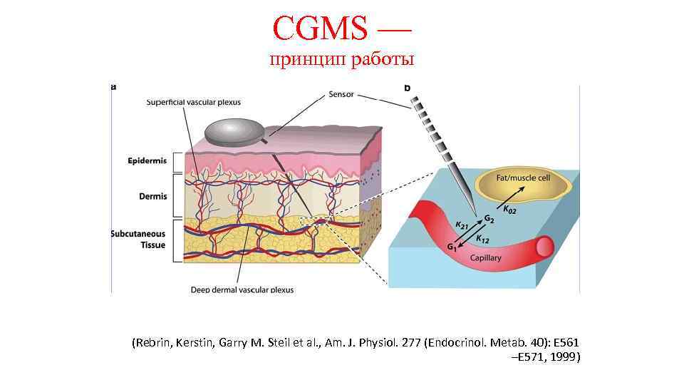 CGMS — принцип работы (Rebrin, Kerstin, Garry M. Steil et al. , Am. J.