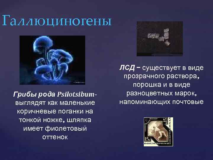 Галлюциногены Грибы рода Psilotsibumвыглядят как маленькие коричневые поганки на тонкой ножке, шляпка имеет фиолетовый