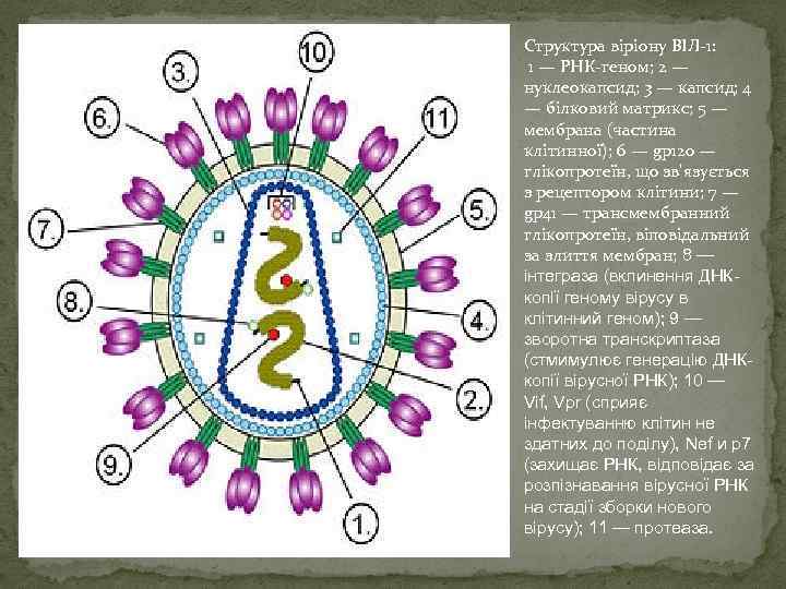 Структура віріону ВІЛ-1: 1 — РНК-геном; 2 — нуклеокапсид; 3 — капсид; 4 —