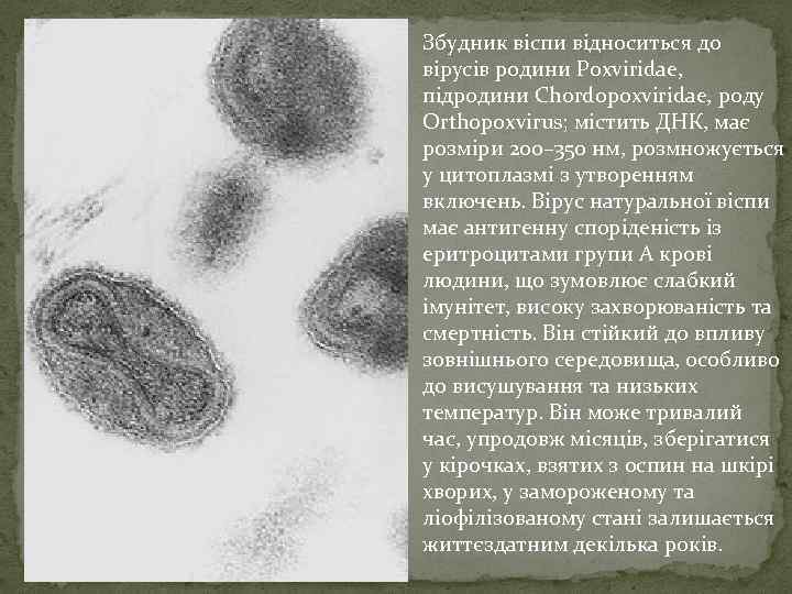 Збудник віспи відноситься до вірусів родини Poxviridae, підродини Chordopoxviridae, роду Orthopoxvirus; містить ДНК, має