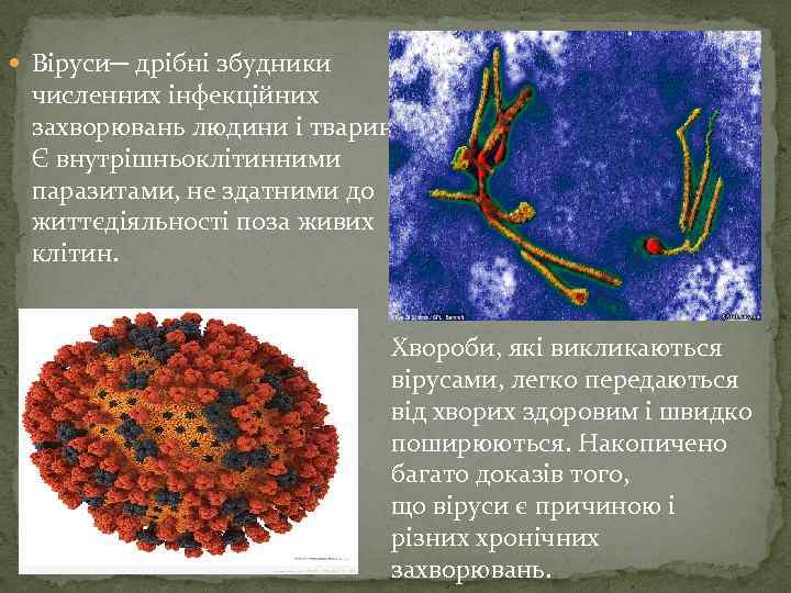  Віруси─ дрібні збудники численних інфекційних захворювань людини і тварин. Є внутрішньоклітинними паразитами, не