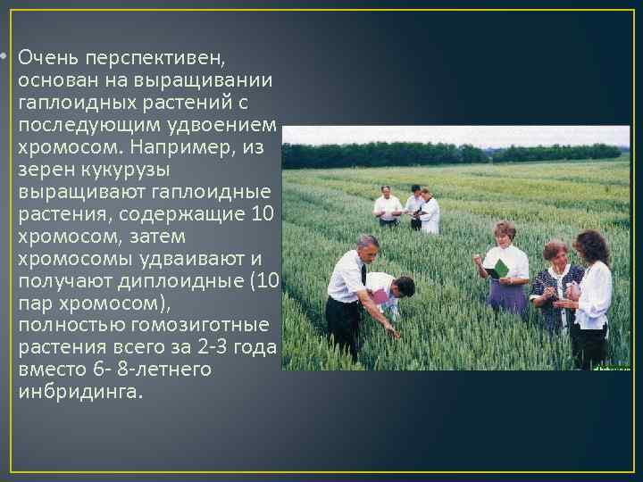 • Очень перспективен, основан на выращивании гаплоидных растений с последующим удвоением хромосом. Например,