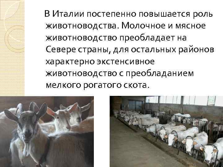  В Италии постепенно повышается роль животноводства. Молочное и мясное животноводство преобладает на Севере