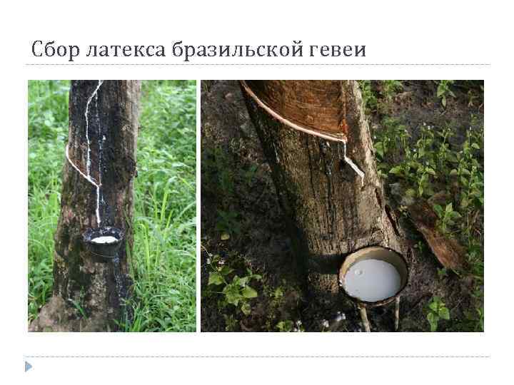 Сбор латекса бразильской гевеи 