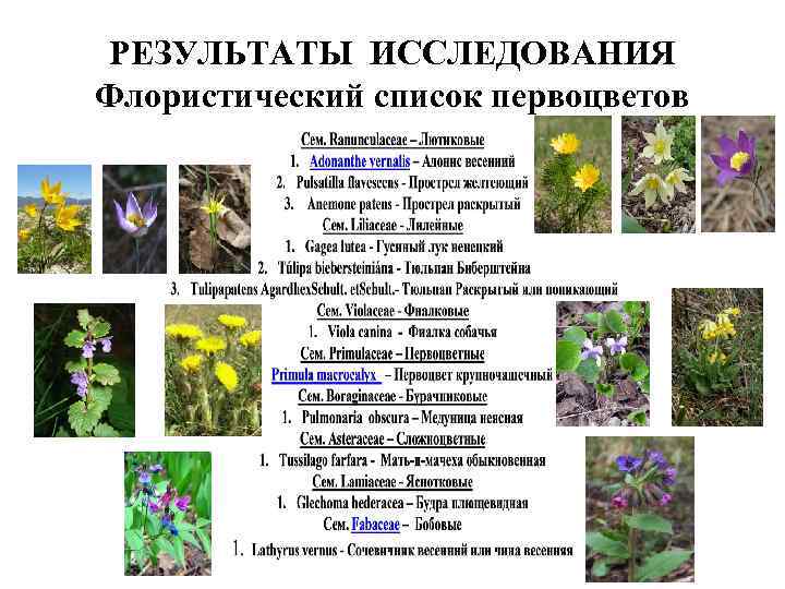 РЕЗУЛЬТАТЫ ИССЛЕДОВАНИЯ Флористический список первоцветов 