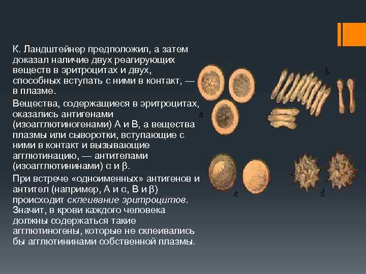 К. Ландштейнер предположил, а затем доказал наличие двух реагирующих веществ в эритроцитах и двух,