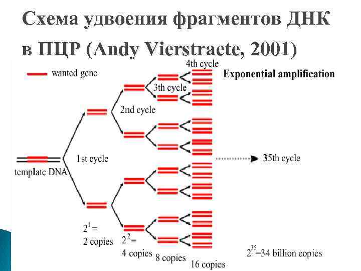 Пцр днк. Амплификация ДНК ПЦР. Циклы амплификации ПЦР.