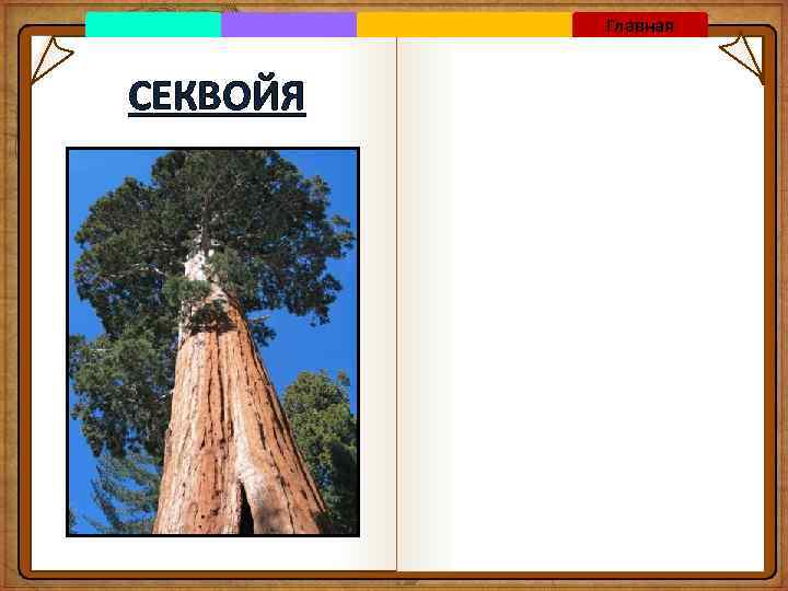 Главная СЕКВОЙЯ 