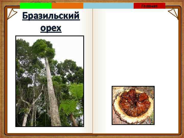 Главная Бразильский орех 