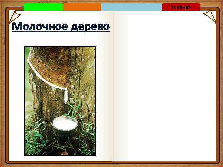 Главная Молочное дерево 