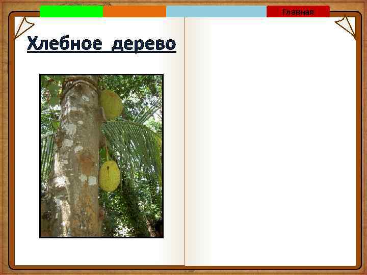 Главная Хлебное дерево 