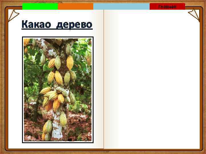 Главная Какао дерево 