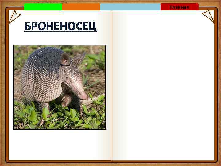 Главная БРОНЕНОСЕЦ 