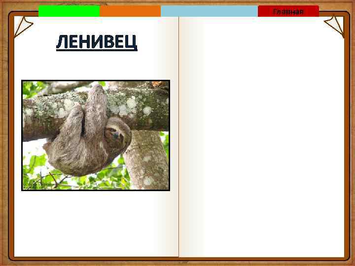 Главная ЛЕНИВЕЦ 