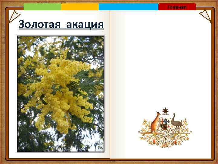 Главная Золотая акация 