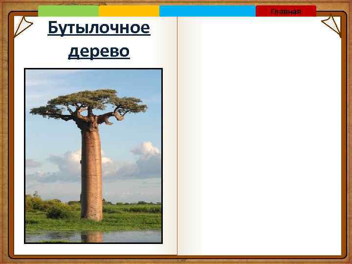 Бутылочное дерево Главная 