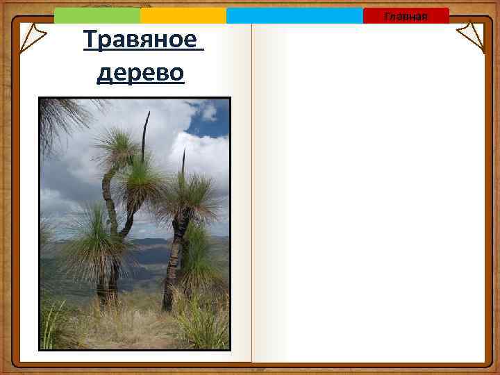 Травяное дерево Главная 