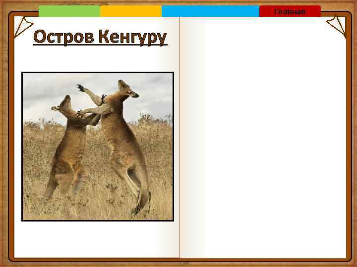 Главная Остров Кенгуру 