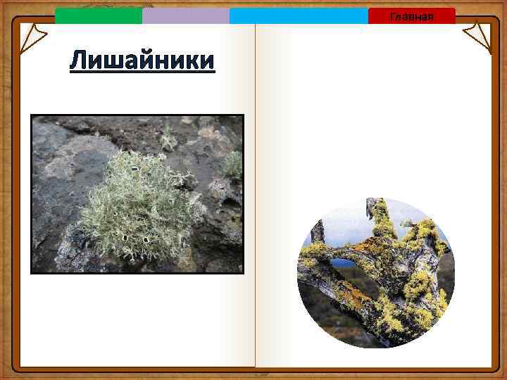 Главная Лишайники 