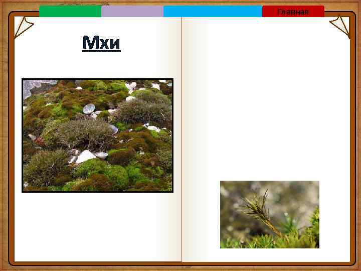 Главная Мхи 