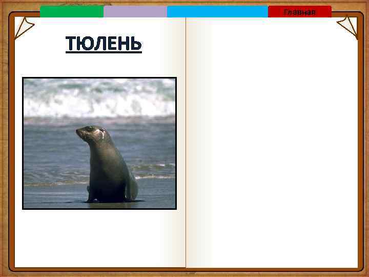 Главная ТЮЛЕНЬ 