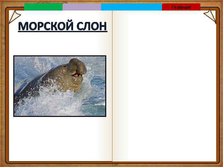 Главная МОРСКОЙ СЛОН 