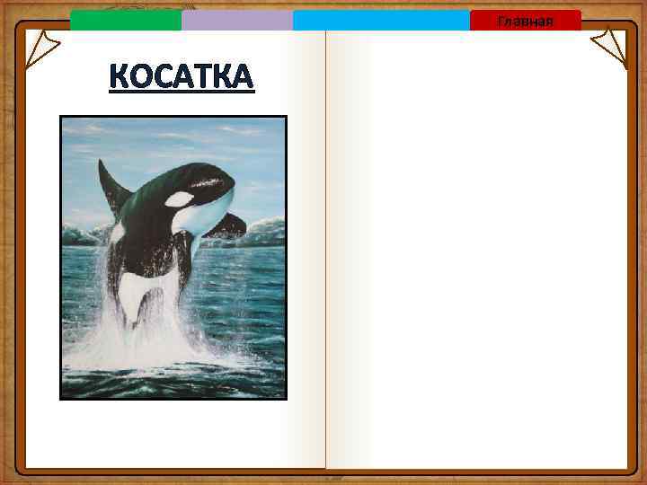 Главная КОСАТКА 