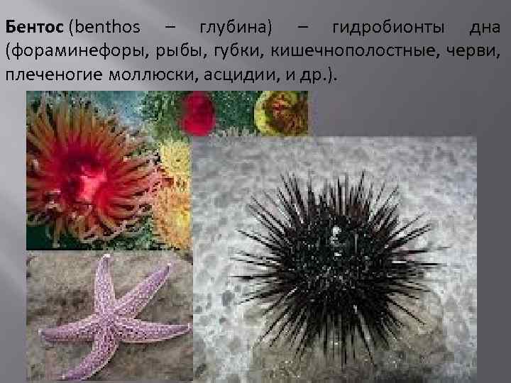 Бентос (benthos – глубина) – гидробионты дна (фораминефоры, рыбы, губки, кишечнополостные, черви, плеченогие моллюски,