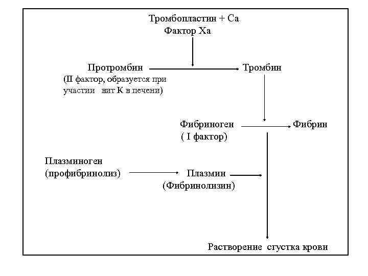 Тромбопластин + Са Фактор Ха Протромбин Тромбин (II фактор, образуется при участии вит К