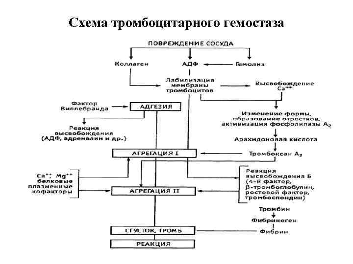 Этапы сосудисто тромбоцитарного гемостаза схема