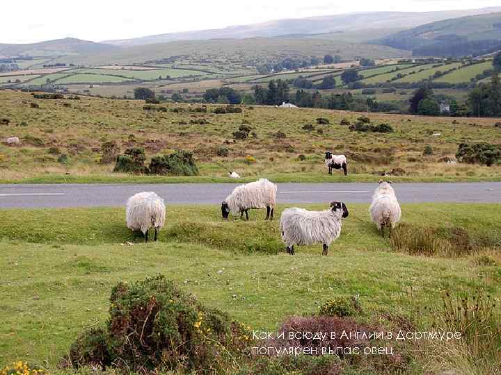 Как и всюду в Англии в Дартмуре популярен выпас овец 